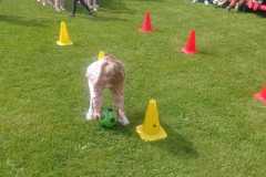IMG-20250526-WA0246