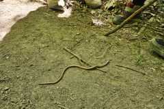 IMG-20250514-WA0052